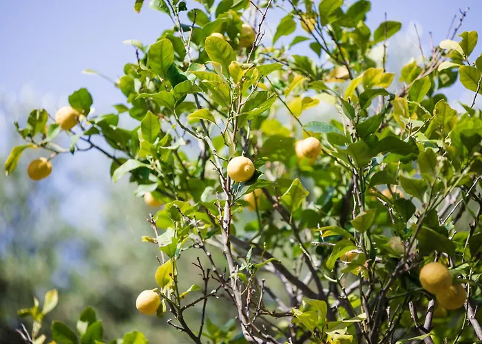 Вилла Metochi *